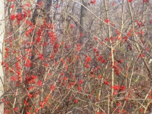 Sapia - Winterberry at Cranberry Bog, Dec 2015