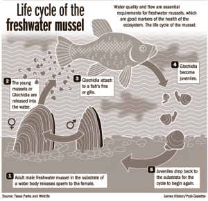 Life cycle of the freshwater mussel