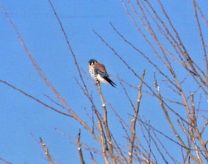 Sparrow Hawk - Mish, Feb 2016
