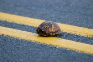 Eastern Box Turtle on highway