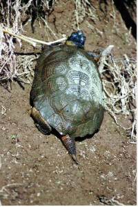 turtle-wood-turtle en route to lay eggs