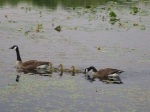 Canada Geese at Helmetta Pond