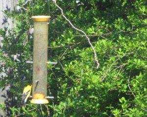 Eastern Goldfinch at feeder