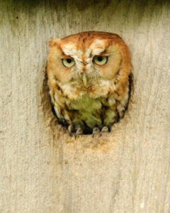 Mish - Adult Red Phase Screech Owl