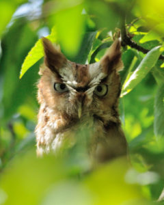 Mish - Female Red Phase Screech Owl May 2016