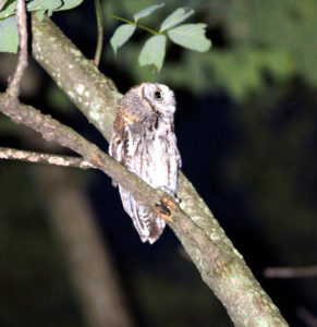 Mish - screech owl at dusk