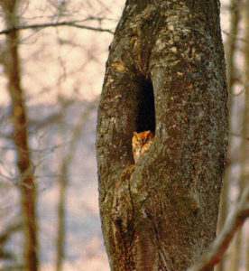 Mish - screech owl in tree