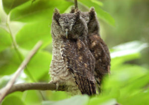 Mish - twin screech owls
