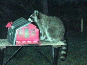 raccoon at backyard feeder