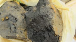 Englishtown - black wood, acidic soils 6.16.16