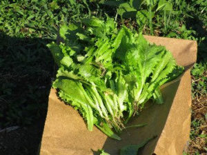 Sapia - 6.26.16 lettuce