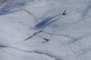 mish - grass prints in snow