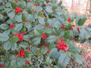 Sapia - holly in Monrow Twp.