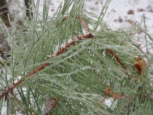 Sapia - ice in pitch pine needles