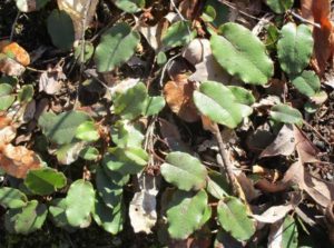 4.18.17 - Sapia unflowering trailing arbutus, May Pink