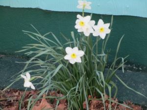 4.19.17 - Sapia - daffodils