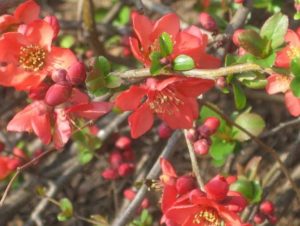 4.19.17 - Sapia - flowering quince 2012