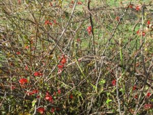4.19.17 - Sapia - flowering quince