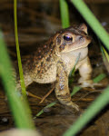 4.20.17 - mish - american toad