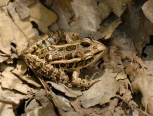 4.20.17 - mish - pickerel frog