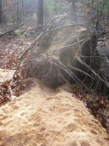 Sapia - Coyote den under the roots of an uprooted tree, Dec 2015