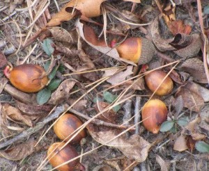 acorns on the mast year - Joe Sapia 12.4.15 blog