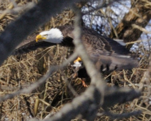 Eagle - Mish, Feb 2016