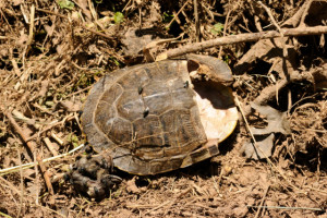 death of a wood turtle