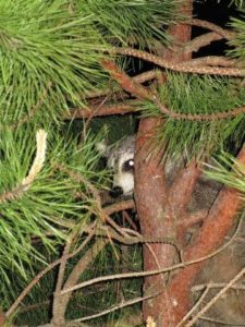 racoon in tree