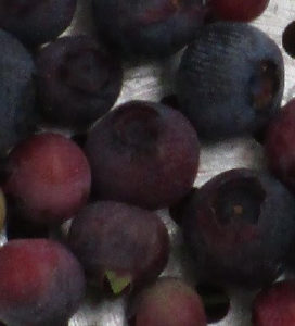 Sapia - 6.26.16 blueberries
