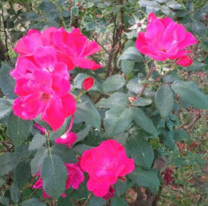 Sapia - 6.26.16 roses