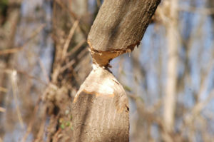 Mish - Beaver chewed tree, Jan 2017