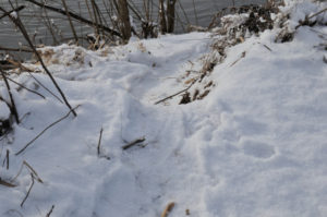 Mish - Beaver footprints in snow, Jan 2017