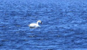 4.18.17 - Sapia - mute swan at Helmetta Pond